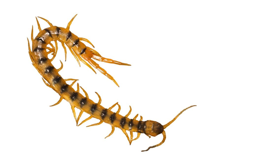 ESCOLOPENDRA